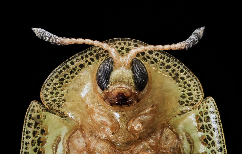 Gratiana pallidula beetle