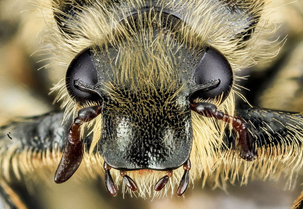 carab beetle.
