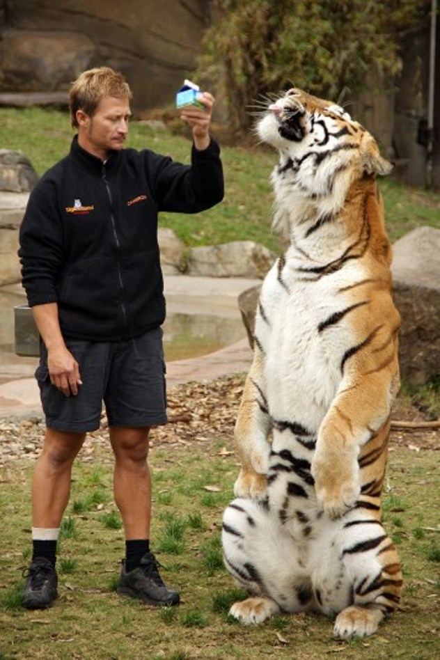 سلطان یکی از ببر های باغ وحشی در استرالیا برای گرفتن پاداش مورد علاقه اش، یک لیوان شیر، ترفند هایش را انجام می دهد
