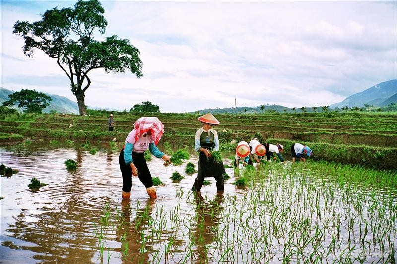 Planting Rice Seeds in Xinping