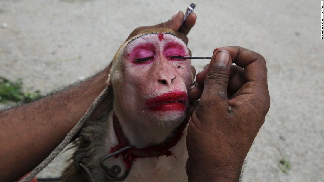 A man applies kohl eye make up to his pet monkey, named Gulabo