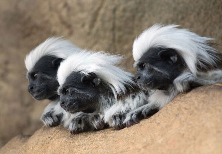 Three cotton-top tamarins, small New World monkeys, rest in a rain forest section of the Haus Des Meeres building in Vienna, Austria