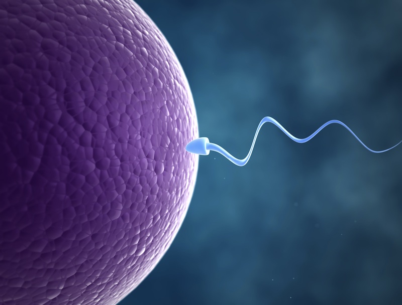 sperm-egg-121009