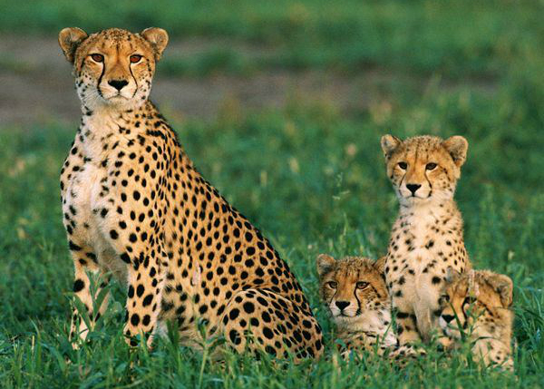 Cheetah & Cubs 5