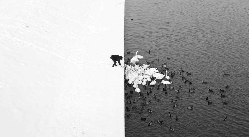 A Man Feeding Swans in the Snow. This photograph was taken in Krakow, from the Grunwald Bridge