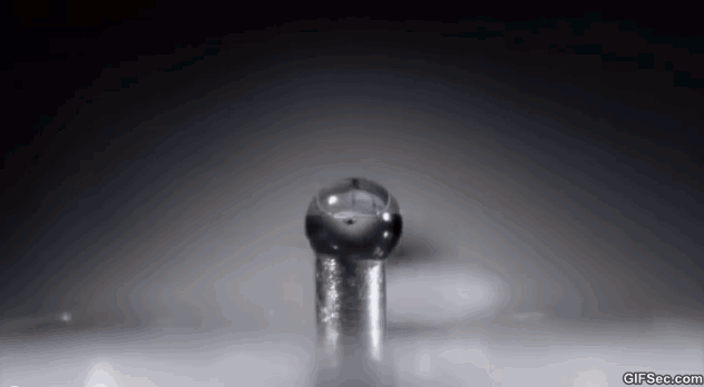 How-ant-drink-water-GIF