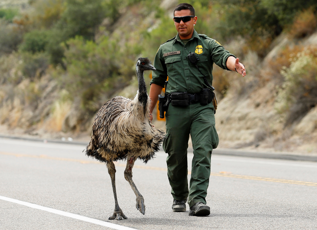 U.S. Customs and Border Patrol officer Constantino Zarate tries to herd an Emu off the highway as a wildfire continues to burn north of the U.S. Mexico border near Potrero, California, U.S. June 21, 2016. REUTERS/Mike Blake TPX IMAGES OF THE DAY - RTX2HG55
