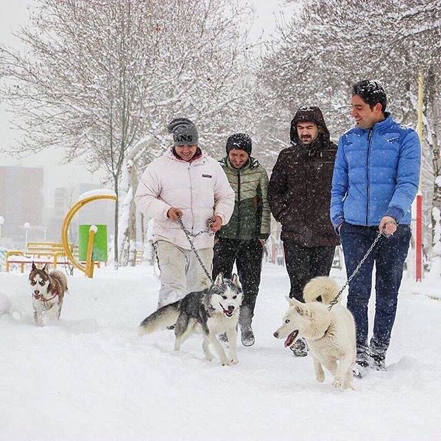 جوانان در روزی برفی همراه سگ‌های‌شان در حال گردش. اردبیل، عکس از سید فرید موسوی 
